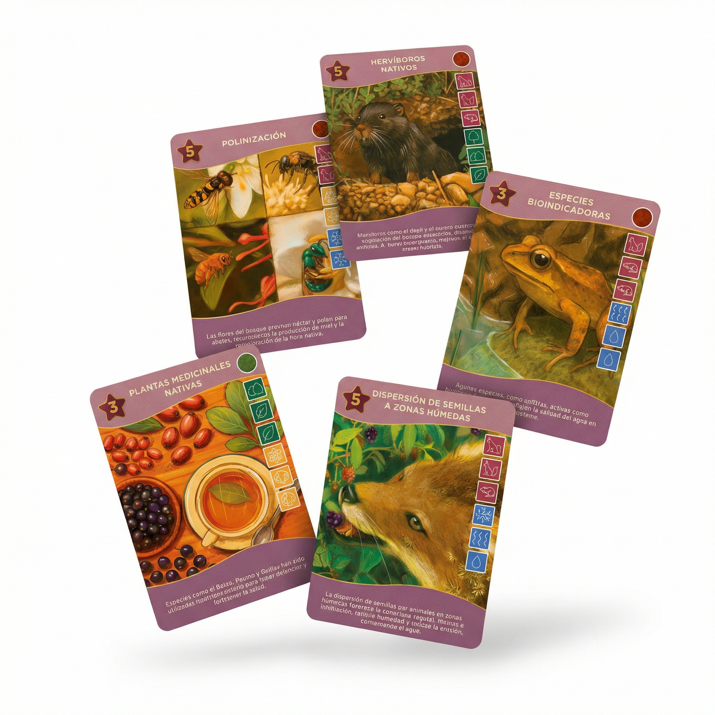 Quillén - El Bosque Esclerófilo